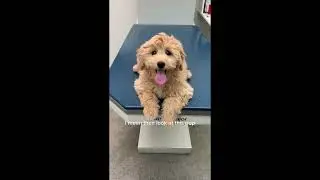FUNNY and VIRAL Goldendoodles #1 🐕‍🦺 | 2022 | Viral Tik Tok Compilation ✨