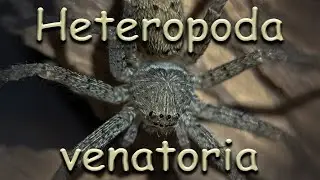 Heteropoda venatoria, как изменились пауки