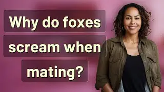 Why do foxes scream when mating?