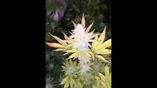 Week 5 Flower&hellip;Love Truffles&hellip;Ice Cream Cake x Nerdz by Tikiman