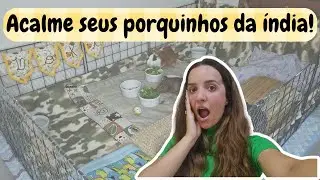 CURIOSIDADES SOBRE PORQUINHOS DA ÍNDIA (que vão mudar seus hábitos com eles) ✨
