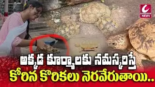 తాబేలు గొప్పతనం | Tabalu in temple Bikkavolu | Sri Kumara Subramanya Swamy Temple @CircarExpressNews