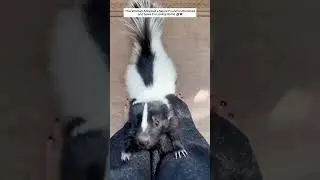 This Woman Adopted a Skunk Found on the Road and Gave It a Loving Home.