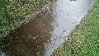 Rain