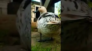how to sneak up and boop a duck