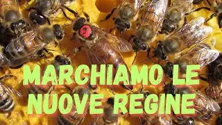 Apicoltura : Marchiamo le nuove Regine