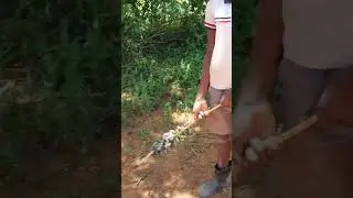 Holding a stick filled with Mopane worms