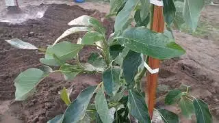 New planted Brokaw Avocado trees, fall 2025