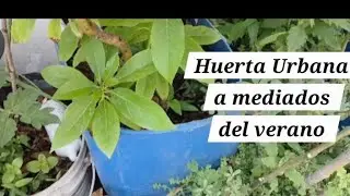 Tours por la huerta entre cosechas y plagas