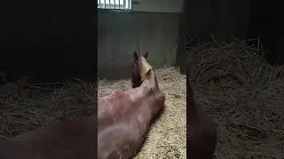 Video : Fellow LEASEN. Super leuk !!!