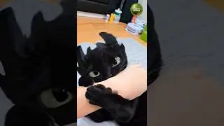 Реальные животные, похожие на мифические существа #фактыоживотных #wow #animals #shortvideo