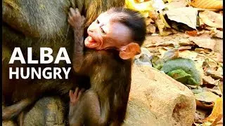 Because mum meaning, Poor baby Alba not dare ask mom for milk. Alba scare cry behind Anna