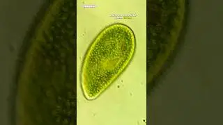 Fuzzy Green Cells Under Microscope
