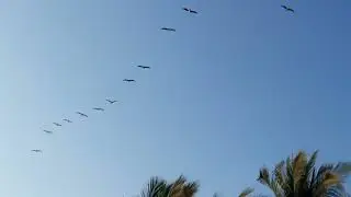 Belleza de la naturaleza grupo de gaviotas en costas de pac&iacute;fico de Guatemala.