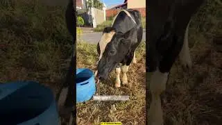 Bull Holder | Strategi Rahasia Mengendalikan Sapi