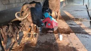 હાલો આરતી પાછી મેખડી ખાપકી...🤣