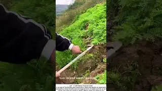 Rhythm of the Blade: Clearing Weeds with a Sickle 🌾