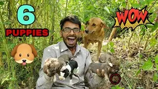 कुत्ते ने दिया गड्ढे में 6 बच्चे Im Am So Happy My Dog Born 6 Puppies