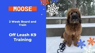 St. Berdoodle, 8 m/o, 