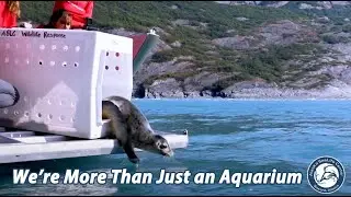 More than an Aquarium: Rescue, Research, Protect in Seward, Alaska