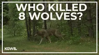 Oregon officials ask public to help find killers of 8 wolves