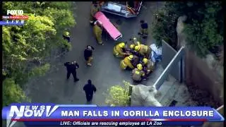 FNN:  LA Zoo Employee Falls into Gorilla Enclosure - FULL RESCUE
