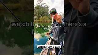 WHITE FLUKE BAIT 👏🏼🔥