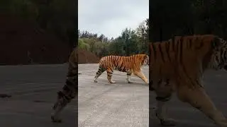 Tiger 🐯 King 👑: Powerful and Captivating Shots 🐅🌟