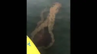 Magical Paddle Boarding 🏄&zwj;♂️🌊 Amidst Sea Nettle Jellyfish!