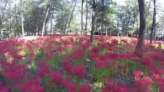 巾着田曼珠沙華公園