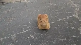 Fresh cat loaf part2  