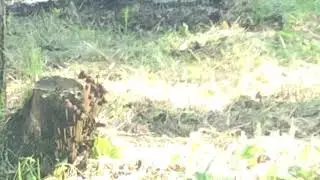 alberta fungi garden