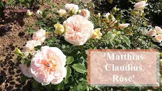 'Matthias Claudius Rose' piękna i zdrowa nostalgiczna r&oacute;ża parkowa.