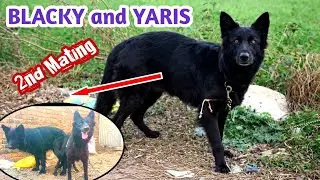 German Shepherds 2nd Mating || Blacky and Yaris 2nd mating done 