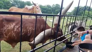 A Day at Dutch Creek Farm Animal Park in Shipshewana Indiana.