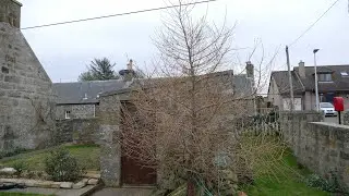 How To Selectively Prune A Tree To Reduce It's Size