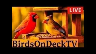 🐦Birds on Deck TV Live Bird Feeder Camera | 🐱Cat TV
