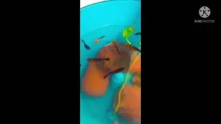 Molly breeding tank