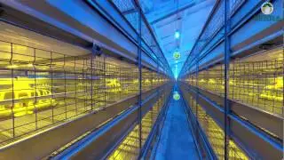 3D tour - Full automatic chicken cage for Poultry Meet Production