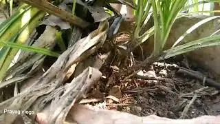 #pandanus  plant care Malayalam/pandanus plant propagation/How to easily grow pandanus plant