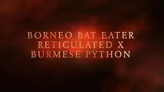 10 python hybrid cross breeds