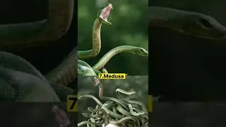 Top 10 Biggest Snakes in the World. #youtubeshorts #FactEx
