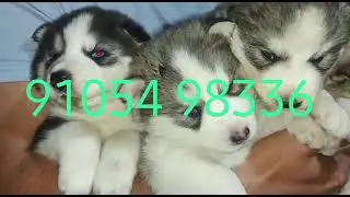 SIBERAN HUSKY PUPPY