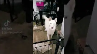 esse &eacute; o algudanzinho meu parceiro ❤❤❤
