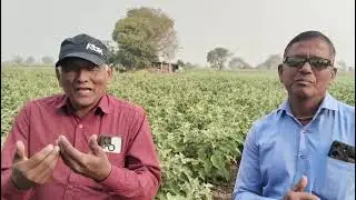 किसान पाठशाला FARMER SCHOOL  बैंगन ( वांगी) पे VM स्प्रे + भट्टी खाद का रिजल्ट