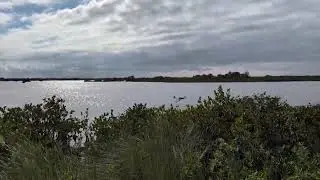 Beautiful Waterway with Mangroves on 7 Mile Black Point Wildlife Drive & Tricolored Heron Flies! 
