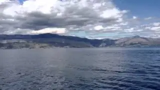 Igra dupina