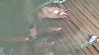 ep1252  #fieldcrab #ปูนา  @enjoylife.9