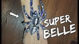 Cette MAGNIFIQUE Araignée peut te faire très mal !