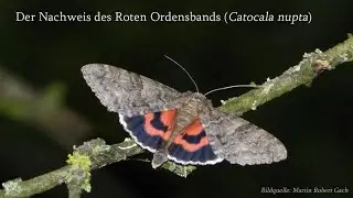 Die Eier des Roten Ordensbands (Catocala nupta)